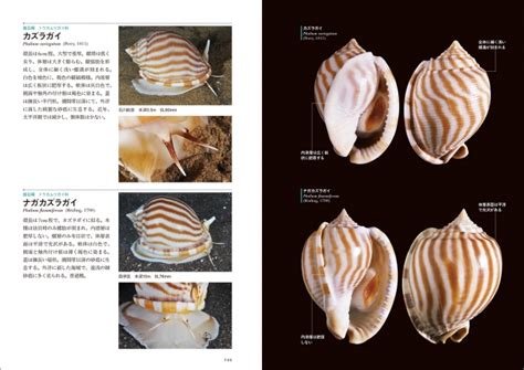 貝類種類|貝の図鑑 